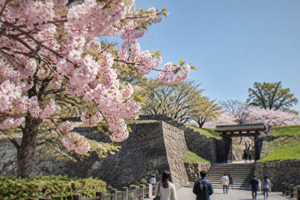 A close view of dense pink cherry blossom clusters against a clear sky