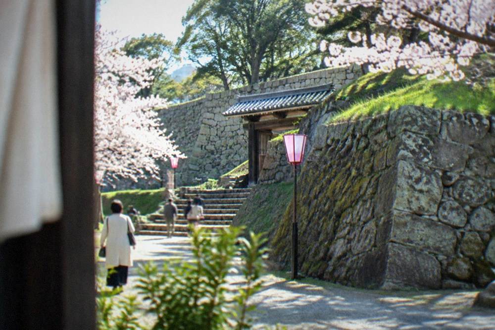 Cherry trees blooming around old stone castle walls in a park with lanterns