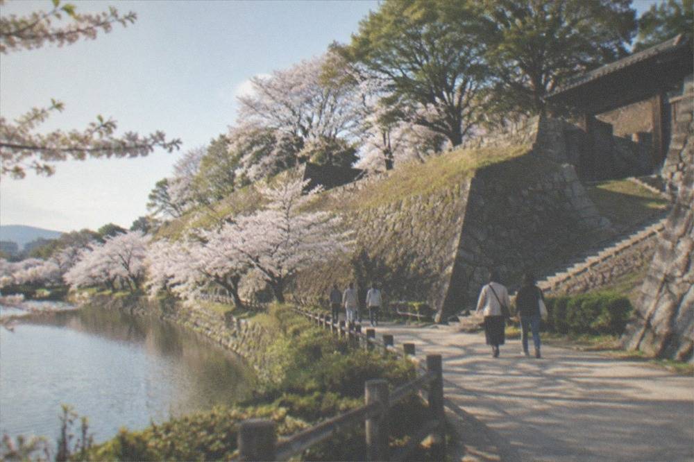 People strolling under cherry blossom trees beside a large pond in a city park
