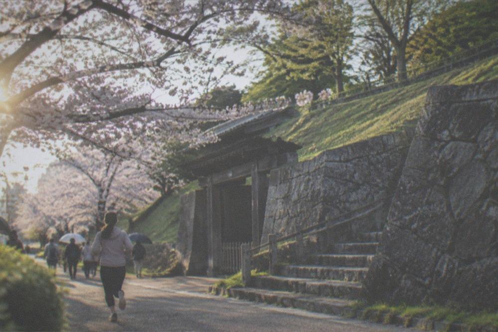 Cherry blossom branches above a park path with umbrellas among the walkers