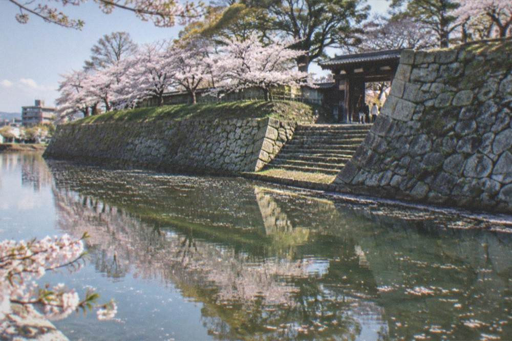 Petals drifting onto the surface of a pond with cherry trees reflected in the water