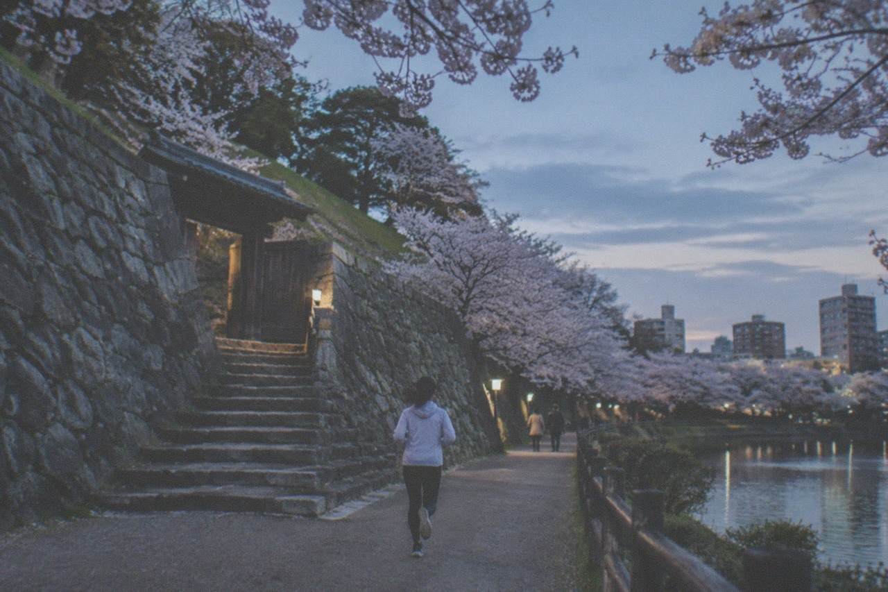 Cherry trees in full bloom along a park pathway with a pond and city buildings beyond