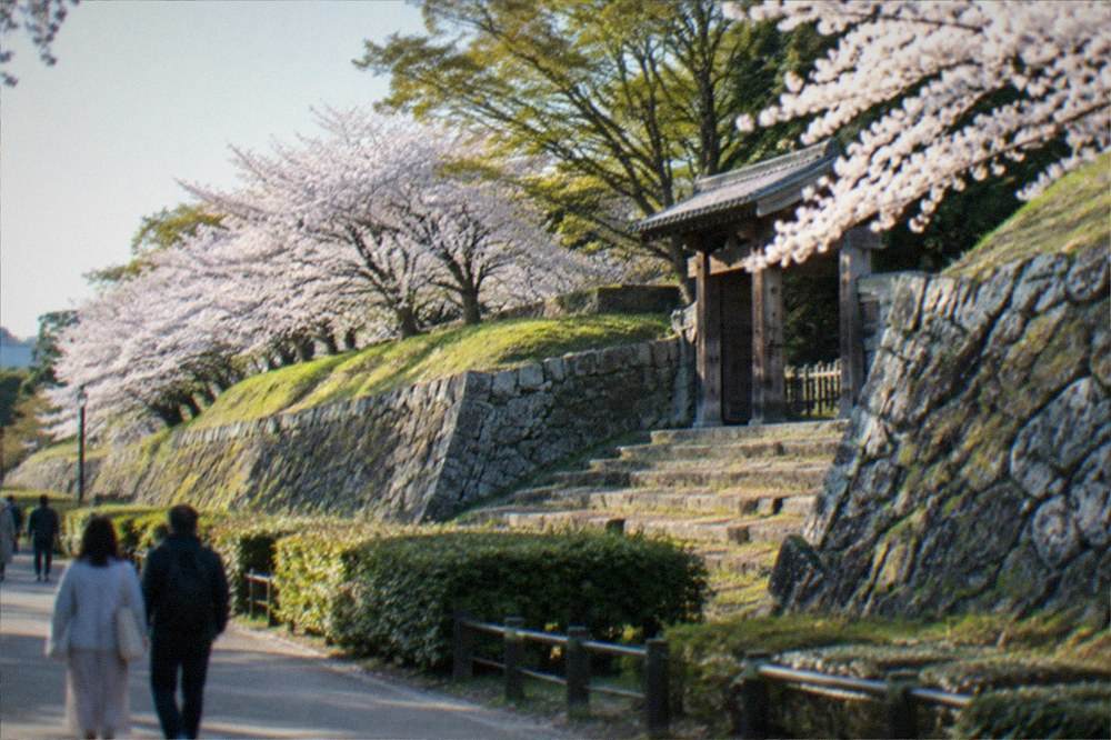 Cherry blossom trees along the Maizuru Park castle wall in full spring bloom