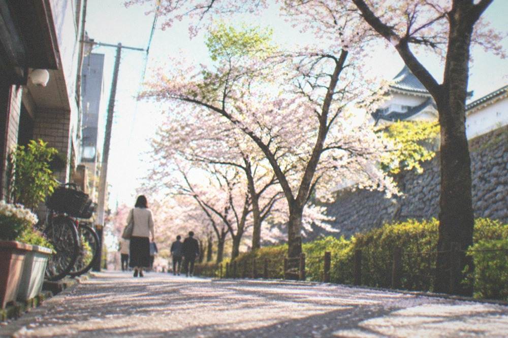 Cherry blossom trees in full bloom along a park path with a castle wall behind them